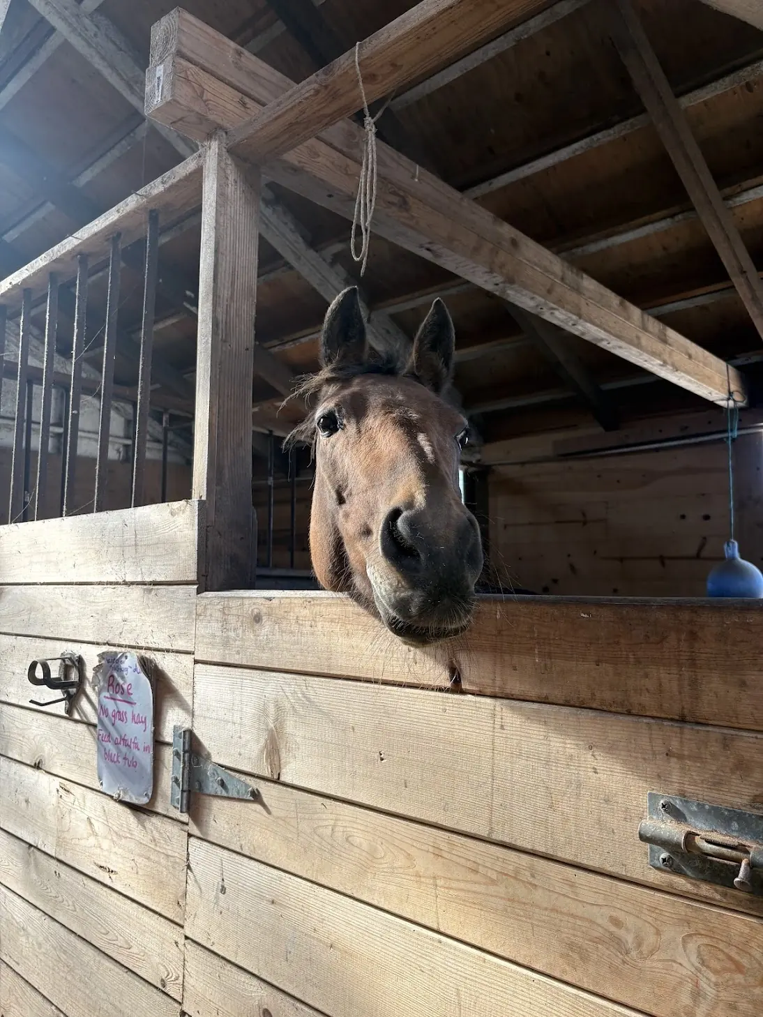 A horse leaning out of its stall to watch the room