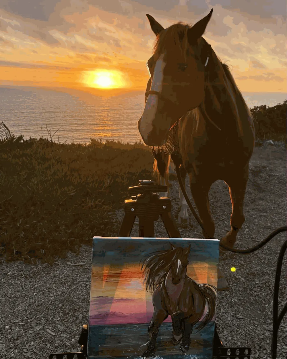 A horse standing on the bluff at Ocean View Stables as the sun sets over the Pacific