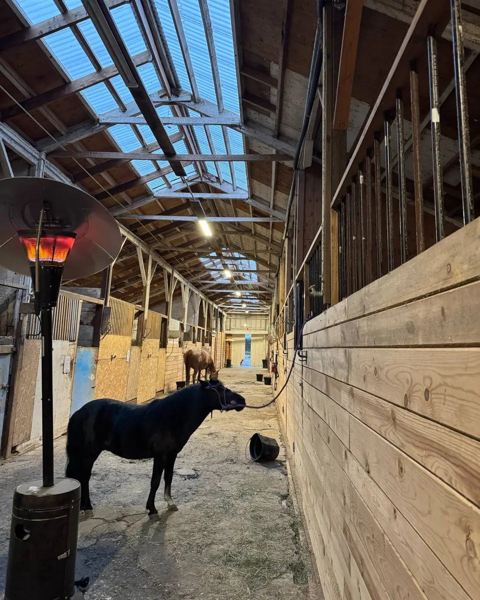 A pony standing in the long barn aisle under the skylights