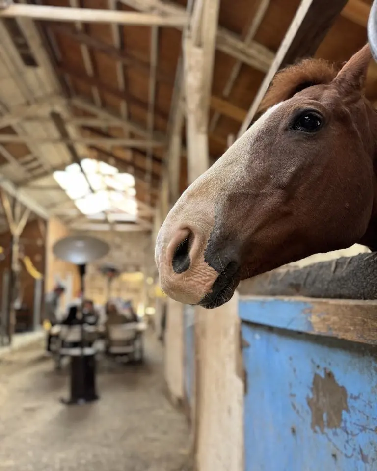 A horse looking out over its stall door into the barn where guests are painting